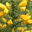 Facts about Gorse in New Zealand